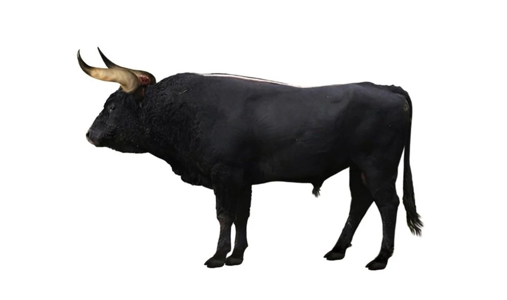 Aurochs là tổ tiên của gia súc sống ở khắp châu Âu, châu Á và Bắc Phi. Các nhà khoa học muốn đưa chúng trở lại thông qua việc lai tạo DNA của một số loài gia súc. Nguồn: DFoidl/WikiMedia.