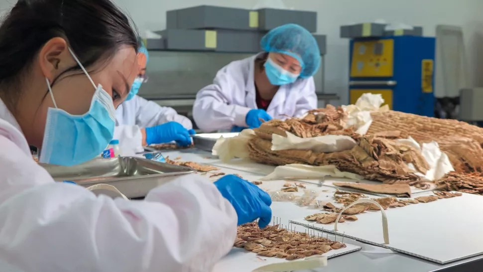 Các nhà khoa học đã tái thiết lại bộ giáp và phát hiện nó có 5.444 vảy da nhỏ và 140 vảy lớn hơn, có thể được làm từ da bò. Các hàng được xếp theo tỷ lệ và chồng lên nhau, giống như "vảy của một con cá". Nguồn: Patrick Wertmann).