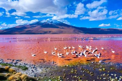 Nằm trong Khu bảo tồn Quốc gia Eduardo Avaroa ở Potosí, Bolivia, hồ nước cạn, nhuốm màu đỏ này là điểm tụ tập chung của các đàn hồng hạc. Màu đỏ tự nhiên của hồ là do sắc tố đỏ của tảo sống ở đó. Nguồn: Belikova Oksana/Shutterstock