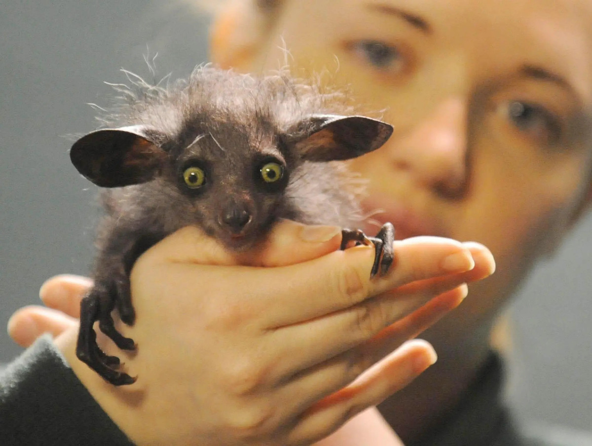 Aye-aye là một loài vượn cáo và là loài linh trưởng sống về đêm lớn nhất thế giới. Loài này tìm kiếm thức ăn bằng cách gõ vào cây để tìm sâu bo, sau đó gặm các lỗi trên cây bằng cách sử dụng răng cửa nghiêng về phía trước để tạo ra một lỗ nhỏ, sau đó nó đưa ngón tay của mình để kéo sâu bọ ra ngoài. Nguồn Ap Photo.