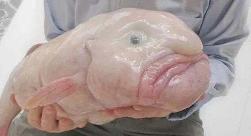 Cá Blobfish là một loài cá sống ở vùng nước ở độ sâu từ 600 đến 1.200m, ngoiaf khơi bờ biển lục địa Australia, New Zealand và Tasmania. Cá Blobfish là một loài cá có ngoại hình khá kỳ lạ, cơ thể ít cơ nên chúng trôi nổi theo dòng nước và ăn bất cứ thứ gì trôi trước mặt nó. Nguồn: Alarabiya.