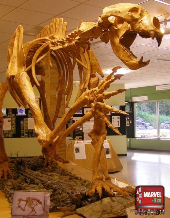 Tốc độ chạy của gấu mặt ngắn đạt 65km/h, đủ để tóm gọn ngựa hoang và linh dương. Ngoài ra, các nhà khảo cổ còn cho biết họ đã tìm thấy dấu răng của chúng trên xương voi Mammoth. Nguồn: Marvel.it.icu