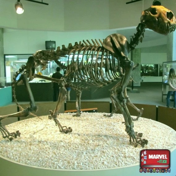 Loài sư tử Bắc Mỹ nặng khoảng 350kg. Với kích thước khổng lồ như vậy nên nếu một nhóm người tiền sử không may gặp một con sư tử Bắc Mỹ đang đói thì chắc chăn họ sẽ gặp rắc rối lớn. Nguồn: Marvel.it.icu