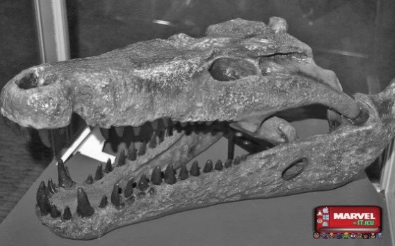 Răng của loài cá sấu này rất sắc, giúp nó có thể hạ gục hoặc nghiền con mồi một cách dễ dàng. Loài này đã tuyệt chủng cách đây khoảng 40.000 năm. Nguồn: Marvel.it.icu