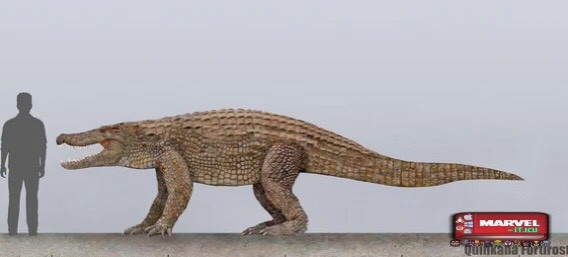 Cá sấu Quinkana, tồn tại ở khu vực châu Úc, loài này chủ yếu sống trên cạn và chúng dài tới 7m. Vì sống trên cạn nên cá sấu Quinkana đã phát triển các chi dài và khỏe để đuổi theo con mồi trong khoảng cách rất xa. Nguồn: Marvel.it.icu