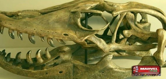 Cự đà (kỳ nhông) sẽ bám theo con mồi cho tới khi con mồi không thể kháng cự và chết. Với tất cả các yếu tố như tốc độ nhanh, mạnh, có nọc độc và kích thước cơ thể lớn, cự đà Megalania là một trong những con vật gây nguy hiểm nhất cho người tiền sử. Nguồn: Marvel.it.icu