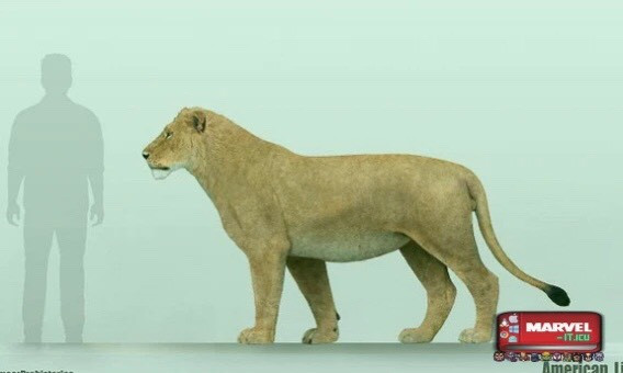 Sư tử Bắc Mỹ, tuyệt chủng cách đây 11.000 năm trước. Chúng có quan hệ họ hàng với báo hoa mai. Kích thước cơ thể của chúng lớn gấp rưỡi sư tử châu Phi. Nguồn: Marvel.it.icu