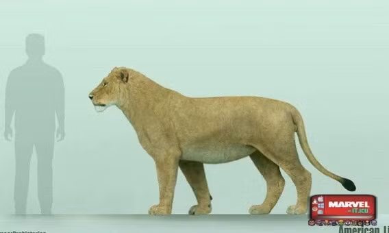 Sư tử Bắc Mỹ, tuyệt chủng cách đây 11.000 năm trước. Chúng có quan hệ họ hàng với báo hoa mai. Kích thước cơ thể của chúng lớn gấp rưỡi sư tử châu Phi. Nguồn: Marvel.it.icu