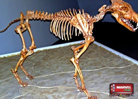 Wolf Dire là một loài sói sống lang thang ở vùng Châu Mỹ và Đông Á, tuyệt chủng khi kết thúc kỷ băng hà cuối cùng cách đây 10.000 năm. Chúng dài khoảng 1,5m và nặng trung bình khoảng 90kg. Chúng được coi là quái vật khi ngựa hoang, bò rừng, lạc đà, thậm chí là voi Mammoth Columbia đều có thể là "mồi ngon" của loài sói này. Nguồn: Marvel.it.icu