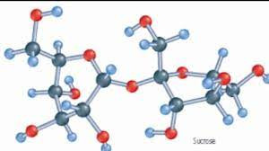 Sự sống có thể bắt đầu với các phân tử nhỏ hơn, tương tác với nhau trong các chu kỳ phản ứng và chứa các màng tế bào. Nguồn: Sucrose