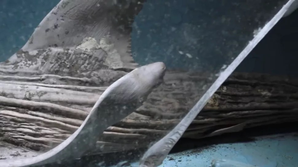 Cơ thể của nó có thể đã được xử lý bằng hóa chất và được giữ trong hộp kín để bảo quản, nhưng sau khi chiếc hộp bị vỡ, xác cá mập bắt đầu phân hủy từ từ, trông giống như một thây ma. Nguồn: Nguồn: Juj 'Urbex.