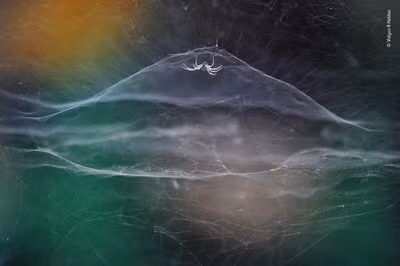 “Dome home” của Vidyun R Hebbar, Ấn Độ, cậu bé 10 tuổi này đã giành được giải Nhiếp ảnh gia Động vật Hoang dã Trẻ của năm 2021 cho bức ảnh "Ngôi nhà mái vòm". Nó có hình một con nhện giăng tơ trên bối cảnh đầy màu sắc khi một chiếc xe kéo đi qua. Nguồn: Vidyun R Hebbar/Wildfire Photographer of the Year.