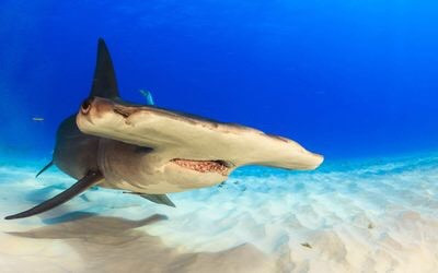 Cá mập có khả năng phát hiện ra các trường điện trong môi trường xung quanh. Hình dạng kỳ lạ của đầu cá mập cho phép tăng cường khả năng cảm thụ điện bằng cách cho phép chúng nhận diện trong một khu vực rộng lớn. Nguồn: nicolas.voisin44/Shutterstock