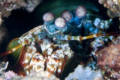 Tôm bọ ngựa cũng có giác quan thứ sáu liên quan đến sự phân cực. Các nhà khoa học cho rằng chúng có thể phát hiện và giao tiếp với những con tôm bọ ngựa khác bằng sử dụng ánh sáng phân cực tuyến tính, ngay cả ở sóng cực tím và xanh lục. Nguồn: Lea Lee/Getty Images