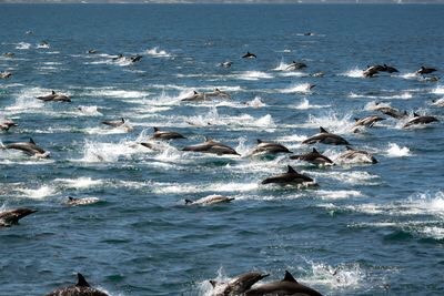 Cá heo là loài có giác quan thứ sáu đặc biệt với khả năng định vị bằng tiếng vang. Cá heo có thể nhận diện các sinh vật khác trong môi trường nước bằng sóng âm thanh. Với khả năng đặc biệt này, cá heo có thể săn tìm con mồi ở nơi tầm nhìn hạn chế, ngay cả đó là dòng sông âm u hay nơi sâu thẳm nhất của đại dương. Nguồn: Oli Anderson/Getty Images