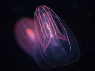 Comb Jellies (Thạch lược) có Ocelli, là cơ quan cảm thụ ảnh đơn giản, cho phép động vật không mắt cảm nhận được ánh sáng và bóng tối. Vì chúng không có hệ thống thần kinh tập trung nên thạch lược cũng dựa vào giác quan chuyên biệt này để phối hợp tốt hơn các chuyển động của lông mao để tìm kiếm thức ăn. Nguồn: Evantravels/Shutterstock