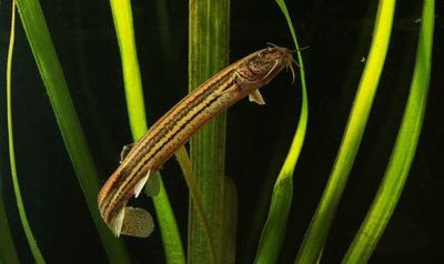 Weather Loaches là một loài cá chạch có khả năng phát hiện sự thay đổi áp suất. Chúng sử dụng giác quan này để theo dõi sức nổi dưới nước và bù đắp cho việc thiếu bàng quang. Hơn nữa, giác quan này còn cho phép loài này có thể "dự đoán" thời tiết, đặc biệt là những cơn bão lớn. Nguồn: Geza Farkas/Shutterstock