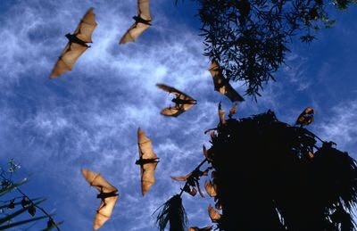 Dơi có bộ ba giác quan thứ 6, có thể đó là giác quan thứ 6, 7 và 8: định vị bằng tiếng vang, địa từ và phân cực. Dơi sử dụng khả năng định vị bằng tiếng vang để tìm và bắt con mồi. Chúng sử dụng cảm giác địa từ như một chiếc la bàn để điều hướng khoảng cách xa. Và dùng thị giác phân cực để cảm nhận hình thái mặt trời trên bầu trời, ngay cả những ngày nhiều mây hoặc khi mặt trời lặn. Nguồn: Regis Martin/Lonely Planet Images/Getty Images