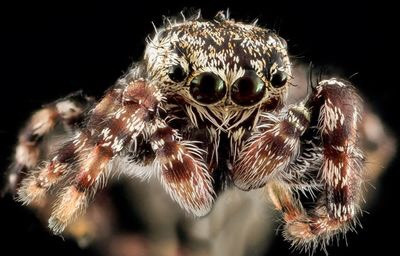 Tất cả loài nhện đều có cơ quan cảm giác, đây chính là giác quan thứ 6 giúp nó dễ dàng đánh giá những thứ như kích thước, trọng lượng của con mồi. Giác quan đặc biệt này cũng giúp nhện phân biệt giữa chuyển động của côn trùng và chuyển động của gió, cỏ cây. Nguồn: USGS Bee Inventory and Monitoring Lab/Flickr/Public Domain.