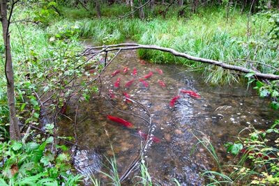 Cá hồi có khả năng cảm nhận từ trường, đây chính là giác quan thứ sáu của chúng. Cá hồi có khả năng tìm đường trở lại nhưng dòng sông mà chúng đã được sinh ra để đẻ trứng, dù đã di chuyển rất xa trong suốt hành trình trưởng thành. Chúng cũng có khứu giác nhạy bén và có thể nhận biết mùi hương tốt. Nguồn: Katrina Liebich/ USFWS/Flickr/CC BY 2.0