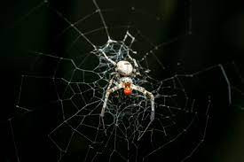 Tốc độ "thoát thân" của loài nhện này rất đáng kinh ngạc với 88cm/giây, điều đó tương đương với việc một người trưởng thành thực hiện một bước bay sải và hạ cánh một giây sau đó ở khoảng cách 530m. Nguồn: Sustain.round.