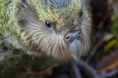 Kakapo là một loài vẹt không biết bay, có nguy cơ tuyệt chủng, hiện tại trên thế giới chỉ còn khoảng 50 cá thể. Đây là loài vẹt nặng nhất trong họ nhà vẹt. Chúng sống về đêm, thị lực kém, tìm kiếm thức ăn bằng cách sử dụng khứu giác. Nguồn: Kimberly Collins/Flikcr.