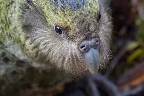 Kakapo là một loài vẹt không biết bay, có nguy cơ tuyệt chủng, hiện tại trên thế giới chỉ còn khoảng 50 cá thể. Đây là loài vẹt nặng nhất trong họ nhà vẹt. Chúng sống về đêm, thị lực kém, tìm kiếm thức ăn bằng cách sử dụng khứu giác. Nguồn: Kimberly Collins/Flikcr.
