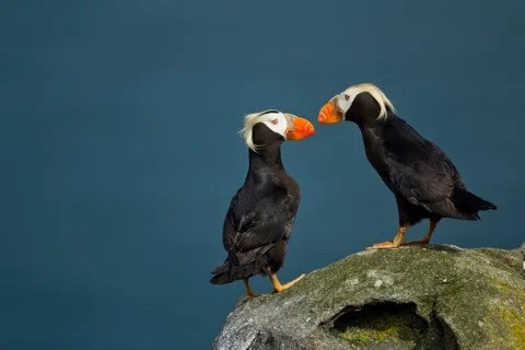 Tufted Puffin là một loài chim biển sống ở vùng nước lạnh ở phía Bắc Thái Bình Dương. Những chùm lông vào của chúng chỉ xuất hiện trong mùa giao phối. Loài này là một trong những loài chim có tập tính kỳ quái nhất hành tinh khi có thể bắt và giữ tớ 20 con cá trong miệng cùng lúc. Nguồn: Paul Souders/Getty Images.