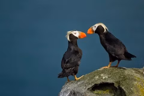 Tufted Puffin là một loài chim biển sống ở vùng nước lạnh ở phía Bắc Thái Bình Dương. Những chùm lông vào của chúng chỉ xuất hiện trong mùa giao phối. Loài này là một trong những loài chim có tập tính kỳ quái nhất hành tinh khi có thể bắt và giữ tớ 20 con cá trong miệng cùng lúc. Nguồn: Paul Souders/Getty Images.