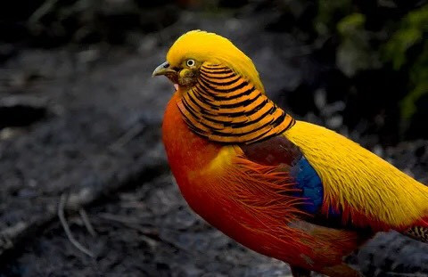 Golden Pheasant (Chim trĩ vàng) có một loạt màu sắc và hoa văn bắt mắt, nó được coi là một biểu tượng may mắn và tài lộc với người Trung Quốc. Loài chim này khá nhỏ, thức ăn của chúng thường là măng mềm, côn trùng, quả mọng, hạt và hoa. Nguồn: Saffron Blaze/Getty Images.