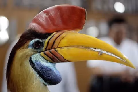 Helmeted Hornbill (Hồng Hoàng Mũ Cát) thường chỉ sinh sản mỗi năm một lần, và chỉ sinh duy nhất một con. Loài chim khi trưởng thành trông giống một con gà trống. Mào lớn trên đỉnh đầu chiếm 10% trọng lượng cơ thể của chúng. Nguồn: Str/Getty Images.