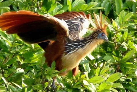 Hoatzin có bộ lông đặc biệt, và có mùi cũng đặc biệt không kém. Loài này có biệt danh là "chim chồn hôi". Mùi hương này xuất phát từ chế độ ăn cỏ hoặc lá cây của chúng. Nguồn: Carineo6/Flickr.