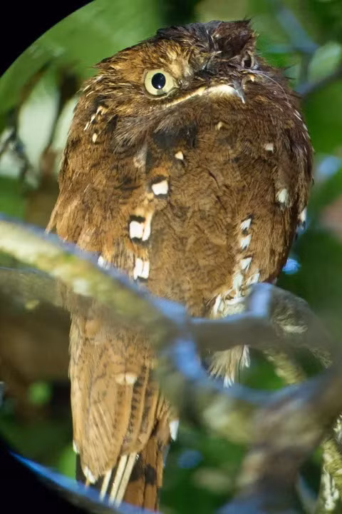 Potoos là một dòng chim cổ đại, có quan hệ họ hàng xa với các loài chim đêm và ếch nhái. Nó có miệng rộng và đôi mắt màu vàng đặc trưng. Loài này có thể ngụy trang, trà trộn vào những cây đã héo lá nhờ màu lông đặc biệt. Nguồn: Gropp/Flickr.