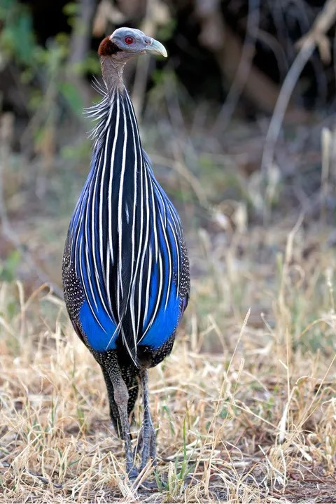 Vulturine Guineafowl có nguồn gốc từ các nước nhiệt đới phía đông châu Phi, nó có đôi mắt màu đỏ như máu. Loài này chạy nhanh và có khả năng bay, tuy nhiên chúng chỉ bay khi săn mồi. Nguồn: Munib Chaudry/Getty Images.