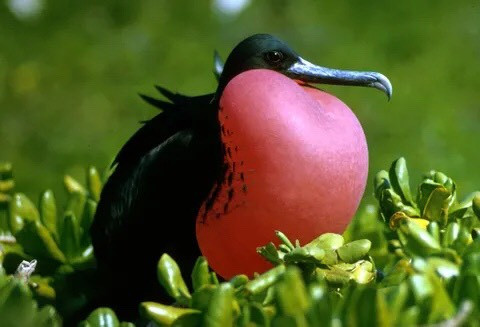 Frigatebirds là một họ chim đen có mỏ lớn, các con đực đều có túi hình khối khổng lồ, chiếm phần lớn cơ thể. Đây là loài chim có tập tính kỳ dị khi cố gắng làm cho loài chim khác nôn ra thức ăn để chúng có thể ăn lại. Nguồn: E.Kirdler/Us Fishland Wildfire Service.