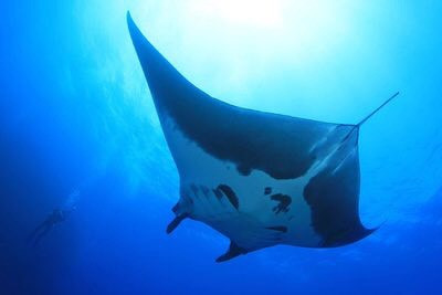 Manta Ray, loài cá đuối lớn nhất trên thế giới, chiều ngang dài tới gần 9m. Loài động vật này ăn bộ lọc và những con mồi nhỏ và các sinh vật phù du dù có miệng rất lớn. KKG Photo/Shutterstock
