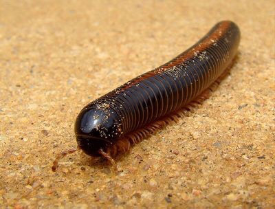 Giant African Millipede hay còn được biết là những con cuốn chiếu khổng lồ ở châu Phi, dài khoảng hơn 30cm và có từ 300 dến 400 chân. Chúng sống lâu tới 7 năm. Loài vật vô hại này không có độc cũng không đe dọa con người hoặc các động vật khác. Nguồn: Wikimedia Commons/CC BY-SA 3.0