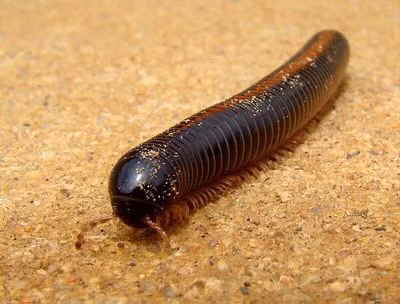 Giant African Millipede hay còn được biết là những con cuốn chiếu khổng lồ ở châu Phi, dài khoảng hơn 30cm và có từ 300 dến 400 chân. Chúng sống lâu tới 7 năm. Loài vật vô hại này không có độc cũng không đe dọa con người hoặc các động vật khác. Nguồn: Wikimedia Commons/CC BY-SA 3.0