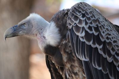 Kền kền có vẻ ngoài hung dữ đáng sợ, thường xuất hiện ở khu vực có xác chết, tuy nhiên chúng hoàn toàn vô hại. Những loài ăn xác thối này có mỏ sắc nhọn và móng vuốt như dao cạo, nhưng chúng không sử dụng những công cụ này để giết con mồi. Nguồn: Amikphoto/Shutterstock