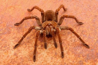 Loài nhện khổng lồ Goliath Birdeater là loài nhện có nguồn gốc từ các khu rừng Nam Mỹ. Loài này là một trong những loài nhện lớn nhất thế giới, chúng thích ăn thịt rắn, thằn lằn và côn trùng và chỉ có khả năng làm bị thương con người nếu bị khiêu khích. Nguồn: Audrey Snider-Bell/Shutterstock