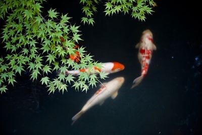 Cá koi có tuổi thọ trung bình là 40 năm, mặc dù có một số con cá koi đã sống trên 200 năm. Một số loài cá koi trong quần thể hoang dã có thể được tìm thấy ở Bắc Mỹ, Nam Mỹ, Châu Phi, Châu Âu và Châu Á. Nguồn: Russell Morales/Getty Images