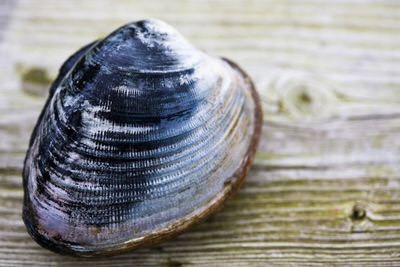Ocean Quahog là một loài nhuyễn thể có thể sống tới 200 năm. Tuổi thọ trung bình của loài này là 100 năm. Chúng thường sống ở khu vực từ bờ biển phía đông của Bắc Mỹ đến Iceland, quần đảo Shetland và Cadiz, Tây Ban Nha. Nguồn: capecodphoto/Getty Image