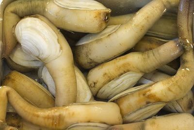 Geoduck Clam, được biết đến là những con ngao nước mặn có nguồn gốc từ Tây Bắc Thái Bình Dương đến Alaska. Loài này có thể sống được hơn 165 năm. Nguồn: Jonathan Austin Daniels/Getty Images