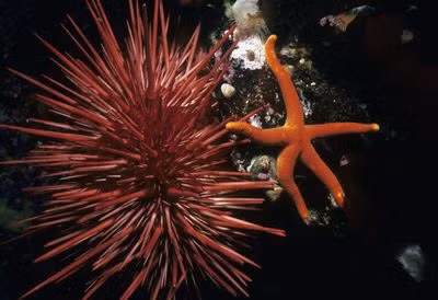 Nhím biển đỏ có tuổi thọ từ 100 đến hơn 200 năm, chúng thường sống ở những vùng nước nông, có nhiều đá. Nguồn: Jeff Rotman/Getty Images