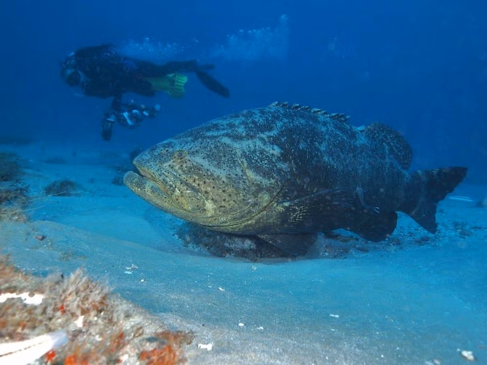 Cá mú goliath Đại Tây Dương được mệnh danh là loài cá mạnh nhất. Chúng dài tới 2.7m, nặng khoảng 363 kg, chúng thậm chí còn tấn công cả cá mập. Nguồn: Jonathan Churchill / Shutterstock.com