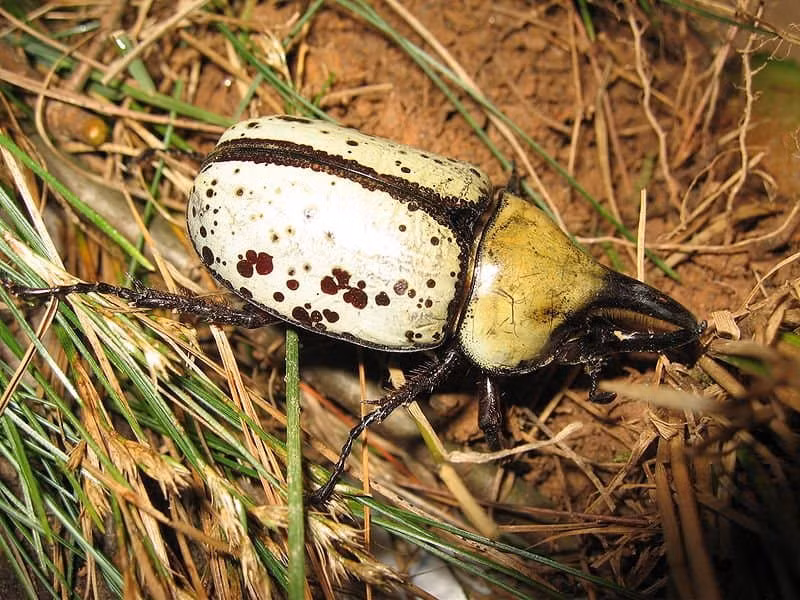 Bọ cánh cứng Hercules có thể dài tới 17,78cm, nặng khoảng 113 gram. Tên của chúng được đặt theo thần Hercules. Loài này có thể di chuyển những vật nặng hơn 850 lần trọng lượng cơ thể của chúng. Nguồn: Mr4567 – Public Domain