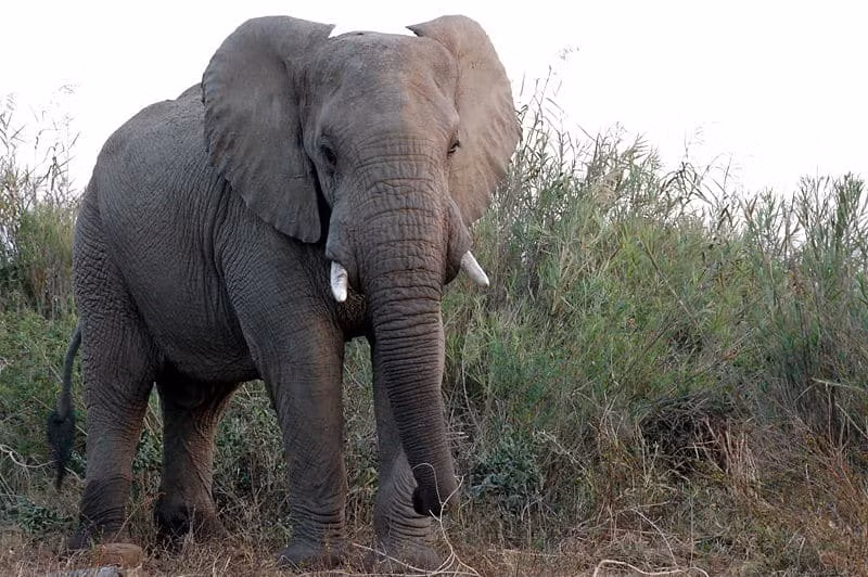 Voi là loài động vật có vú khỏe nhất thế giới, nó cũng là một trong những con vật sở hữu siêu năng lực đỉnh cao khi một con voi châu Á có 150.000 đơn vị cơ và có thể chở tới 7 tấn, tương đương với khoảng 130 người trưởng thành. Nguồn: a-z-animals