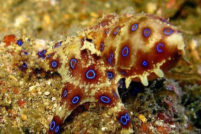 Blue-Ringed Octopus, bạch tuộc đốm xanh, một trong những loài động vật có nọc độc nhất thế giới, có thể giết chết một người trưởng thành trong vài phút. Những chiếc vòng tròn màu xanh là lời cảnh báo khi con vật đang cảm thấy bị nguy hiểm và sẵn sàng phun nọc độc. Nguồn: Steve Childs/Flickr/CC BY 2.0.