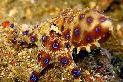 Blue-Ringed Octopus, bạch tuộc đốm xanh, một trong những loài động vật có nọc độc nhất thế giới, có thể giết chết một người trưởng thành trong vài phút. Những chiếc vòng tròn màu xanh là lời cảnh báo khi con vật đang cảm thấy bị nguy hiểm và sẵn sàng phun nọc độc. Nguồn: Steve Childs/Flickr/CC BY 2.0.