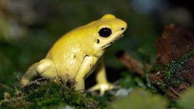 Poison Dart Frog, ếch phi tiêu độc, đây là một trong những sinh vật độc nhất Trái Đất. Nọc độc của một con ếch đủ giết 10 người trưởng thành. Loài này có thể tập hợp các chất độc từ chuỗi thức ăn của chúng như: Kiến, mối, bọ cánh cứng... Nguồn: Brian Gratwicke/Flickr/CC BY 2.0.